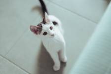 Kian YENNY - Kian Yenny